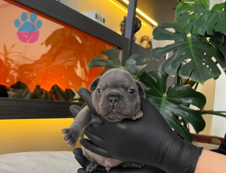 EGZOTİK FRENCH BULLDOG YAVRULARIM HARİKA RENKLER VE ANATOMİ