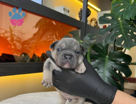 EGZOTİK FRENCH BULLDOG YAVRULARIM HARİKA RENKLER VE ANATOMİ