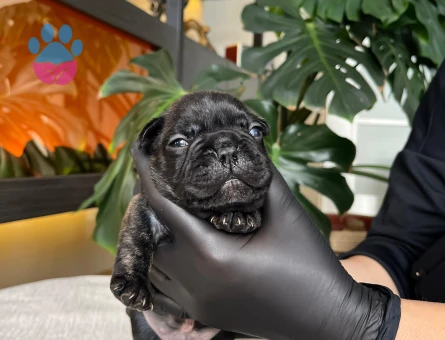 EGZOTİK FRENCH BULLDOG YAVRULARIM HARİKA RENKLER VE ANATOMİ