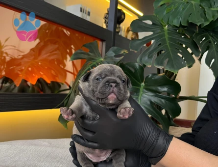 EGZOTİK FRENCH BULLDOG YAVRULARIM HARİKA RENKLER VE ANATOMİ