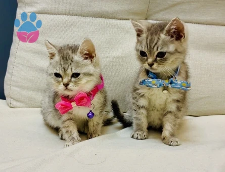 British Shorthair 2 Aylık