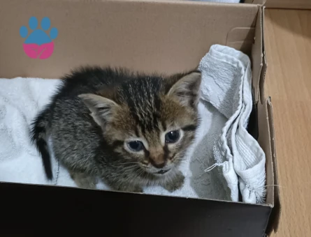 Yavru kedi tahminen 1 aylık