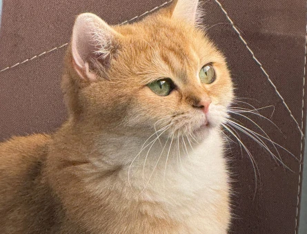 British Shorthair 2 Yaşında Dişi - 4629