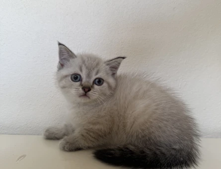 Scottish Fold Ve Brittish Muhteşem Güzellikte Dişi Ve Erkek Yavrumuz - 4630