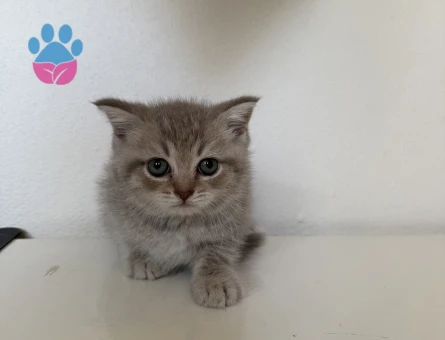 Scottish Fold Ve Brittish Muhteşem Güzellikte Dişi Ve Erkek Yavrumuz