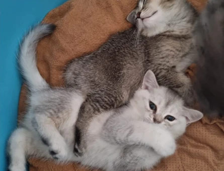 3 Aylık British Shorthair Yavrularımız - 4632