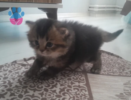3 Aylık British Shorthair Yavrularımız