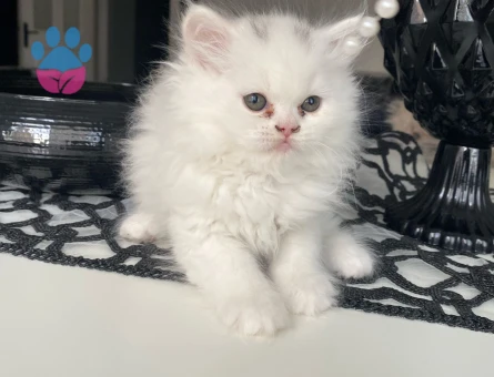 Son kalan bebislerim