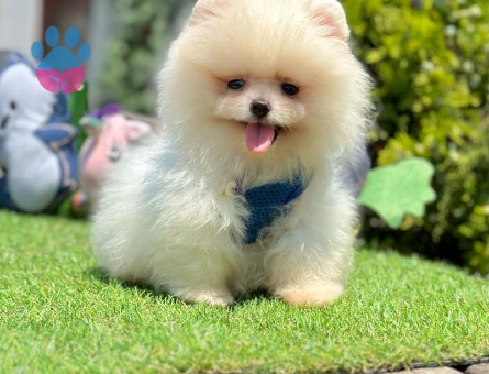 Ayıcık Surat Pomeranian Boo Yavrular