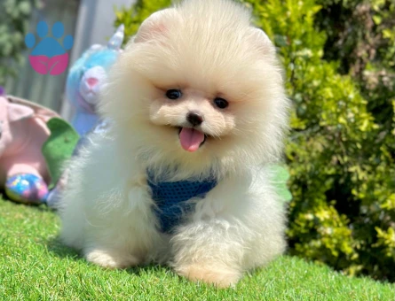 Ayıcık Surat Pomeranian Boo Yavrular