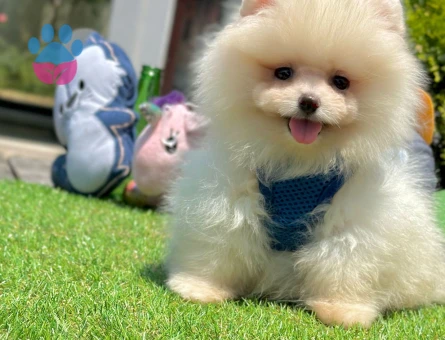 Ayıcık Surat Pomeranian Boo Yavrular