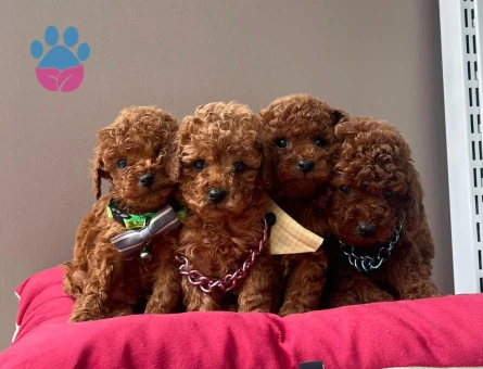 Red Brown Toy Boy Poodle Yavrular