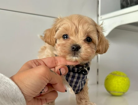 Mini Sevimli Maltipoo Bebekler - 5246