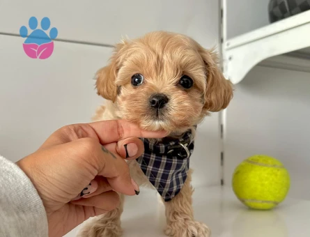 Mini Sevimli Maltipoo Bebekler