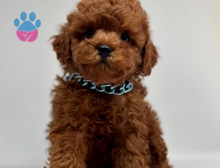 Red Brown Toy Boy Poodle Bebekler - 5247