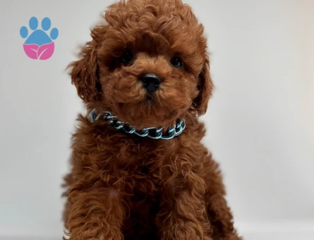 Red Brown Toy Boy Poodle Bebekler