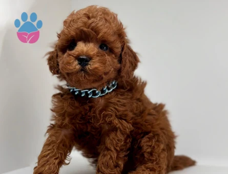 Red Brown Toy Boy Poodle Bebekler
