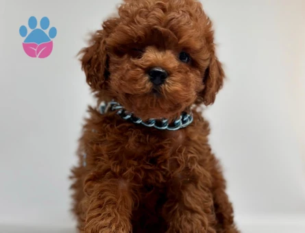 Red Brown Toy Boy Poodle Bebekler