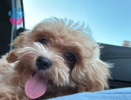 3,5 Aylık Maltipoo Yuva Arıyor