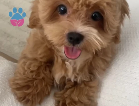 3,5 Aylık Maltipoo Yuva Arıyor