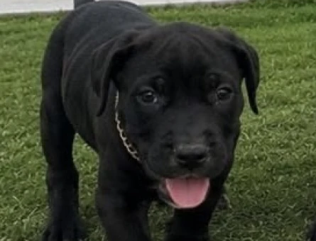 CANE CORSO DİŞİ 3 AYLIK - 5250