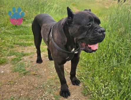 CANE CORSO DİŞİ 3 AYLIK