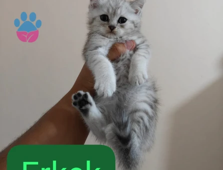 British shorthair