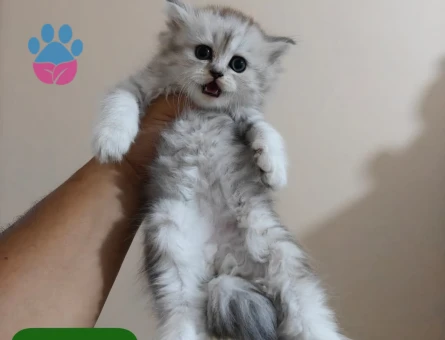 British shorthair