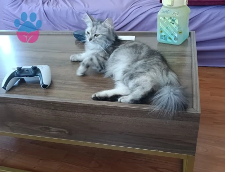 Kızımı iyi bakıcak bırıne ihtiyacım var