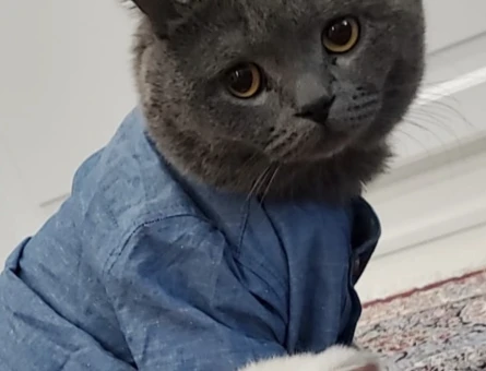 Biritish short hair  erkek 5,6 yaş - 5259