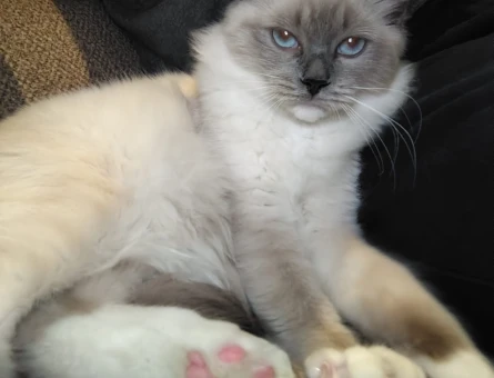 6 Aylık Dişi Ragdoll - 5260