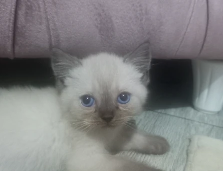 Biritish shorthair 2 Aylık Erkek - 5261