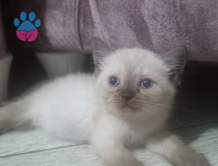 Biritish shorthair 2 Aylık Erkek