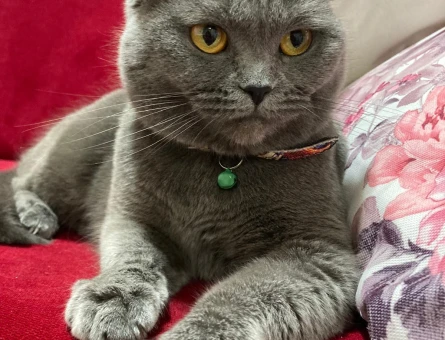 British Shorthair Kızımızı sahiplendiriyoruz