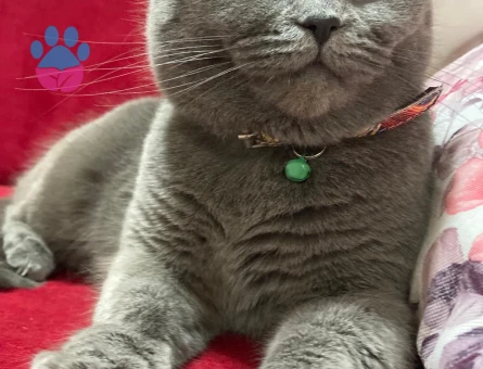 British Shorthair Kızımızı sahiplendiriyoruz