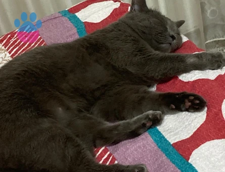 British Shorthair Kızımızı sahiplendiriyoruz