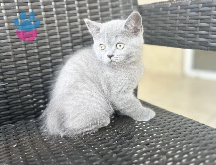 British Shorthair yavru