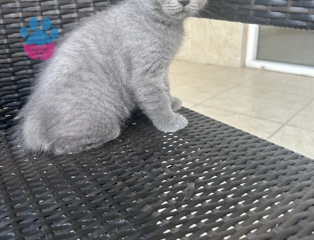 British Shorthair yavru