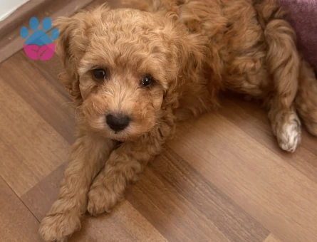 2 aylık Maltipoo yavru - 6927