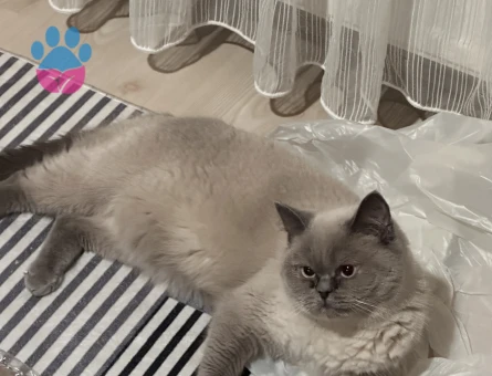 British Shorthair Dostumuza yuva arıyorum - 6928 - Görsel 3