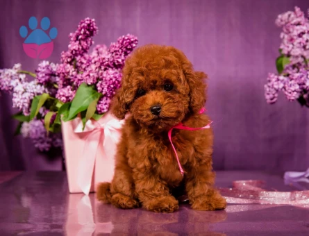 Hi̇poalerjeni̇k Toy Poodle Bebekleri̇mi̇z