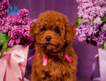 Hi̇poalerjeni̇k Toy Poodle Bebekleri̇mi̇z - 6930
