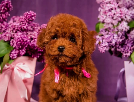 Hi̇poalerjeni̇k Toy Poodle Bebekleri̇mi̇z - 6930