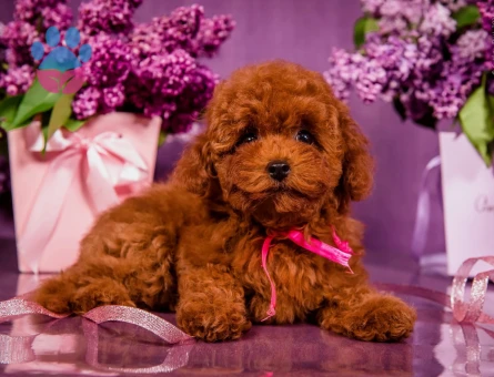 Hi̇poalerjeni̇k Toy Poodle Bebekleri̇mi̇z