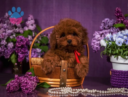 Kore Ve Toy Poodle Yavrularımız Ömürlük Aileleri Bekliyor - 6932
