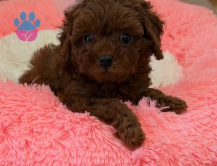 Bebek Surat Toy Poodle Bebekleri̇m - 6933