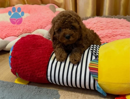 A Scrli Ev Üretimi Toy Poodle Yavrularimiz - 6934
