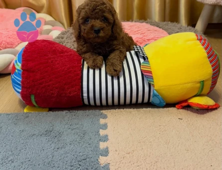 A Scrli Ev Üretimi Toy Poodle Yavrularimiz