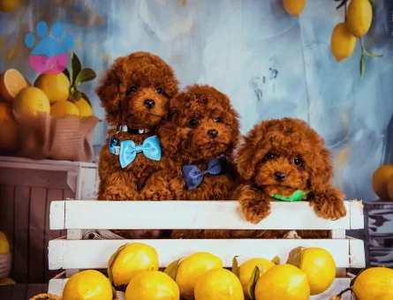 Kore bebeklerimiz efsanedir Poodle