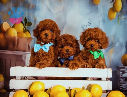 Kore bebeklerimiz efsanedir Poodle